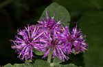 Baldwin's ironweed